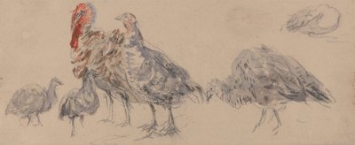 A pulykák tanulmányozása alkotó: David Cox