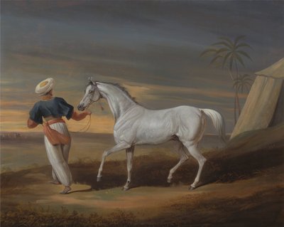 Signal, egy szürke arab, egy vőlegénnyel a sivatagban alkotó: David Dalby of York