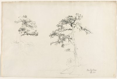 Pine, Lake George, 1871. alkotó: David Johnson