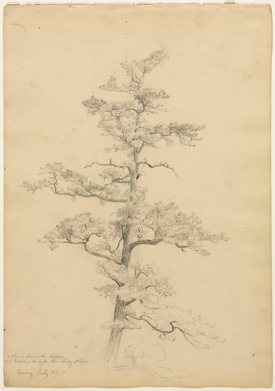 Pine Tree, Conway, New Hampshire recto, c. 1851. alkotó: David Johnson