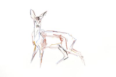 Roe Deer Young, 2021 (kréta papíron) alkotó: David Mayer