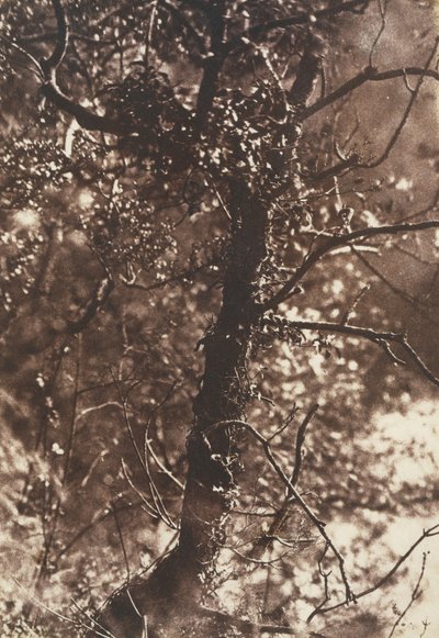 The Fairy Tree at Colinton, 1846. Alkotók: David Octavius Hill, Robert Adamson, Hill & Adamson. alkotó: Hill and Adamson