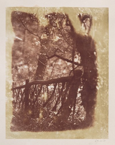 Colinton Wood kerítés és fák (sópapír nyomat kalotípus negatívról) alkotó: David Octavius Hill