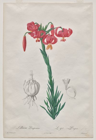 Lillium Pomponium (Turbán Liliom), 7. lemez a Les Liliacées-től alkotó: De Gouy