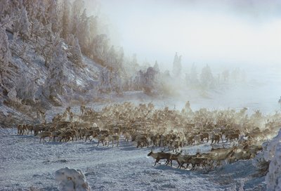 Rénszarvas, jávorszarvas, karibu vagy hasonló állatcsorda hóval borított téli tájban, N... alkotó: Dean Conger