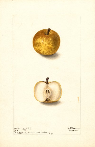 Alma (Malus domestica: No.1) (akvarell) alkotó: Deborah Griscom Passmore