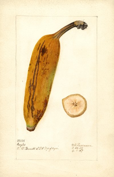 Banán ( Musa: Ingles) (akvarell) alkotó: Deborah Griscom Passmore