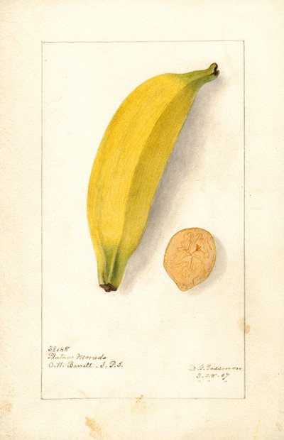 Banán ( Musa: Purple Banana) (akvarell) alkotó: Deborah Griscom Passmore