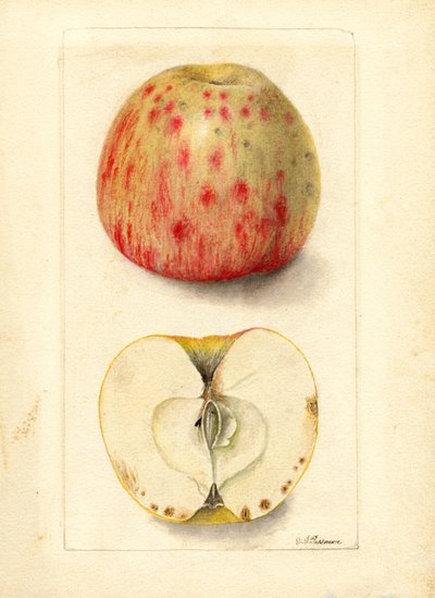 Keserű alma (Malus domestica) (akvarell) alkotó: Deborah Griscom Passmore