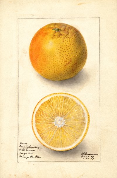 Conners magonc narancs ( Citrus sinensis) (akvarell) alkotó: Deborah Griscom Passmore