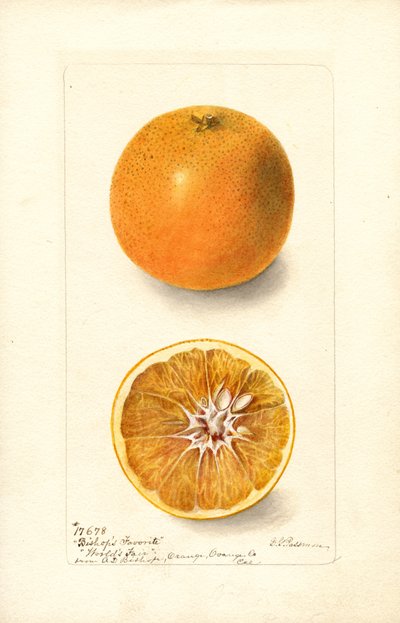 Narancs (Citrus sinensis: Bishops Favorite) (akvarell) alkotó: Deborah Griscom Passmore
