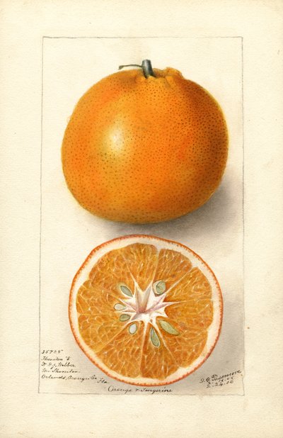 Narancs (Citrus sinensis: Thornton No. 5) (akvarell) alkotó: Deborah Griscom Passmore