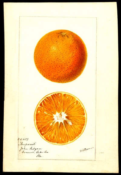 Narancsok. Citrus sinensis: Nonpareil (akvarell, papír) alkotó: Deborah Griscom Passmore