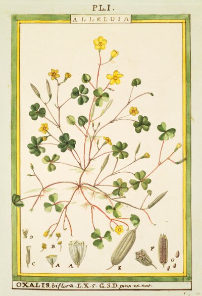 Bermuda boglárka (Oxalis biflora vagy pes-caprae), Delahaye akvarellje alkotó: Delahaye Delahaye