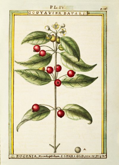 Cseresznye ecset (Eugenia pseudo-pridium), Delahaye akvarellje alkotó: Delahaye Delahaye