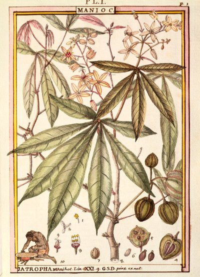 Manóka (Jatropha manihot), Delahaye, akvarell alkotó: Delahaye Delahaye