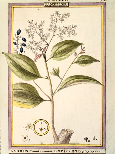 Fahéj (Laurus cinnamomum), Delahaye akvarellje alkotó: Delahaye Delahaye