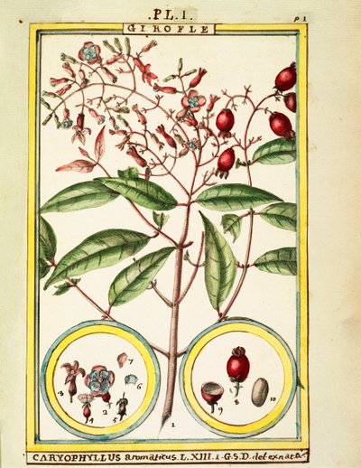 Szegfűszeg (Caryophyllus Aromaticus), Delahaye akvarellje alkotó: Delahaye Delahaye