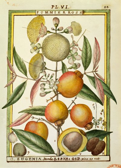 Malabar szilva vagy rózsa alma (Eugenia Jambos vagy Syzygium Jambos), akvarell: Delahaye alkotó: Delahaye Delahaye