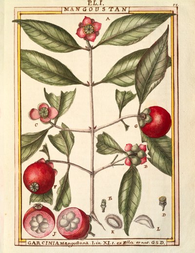 Mangosztán (Garcinia mangostana), Delahaye akvarellje alkotó: Delahaye Delahaye