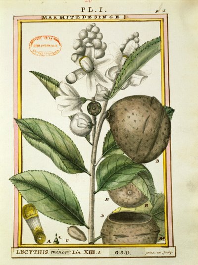 Monkey pot Nut (lecythis minor), Delahaye akvarellje alkotó: Delahaye Delahaye