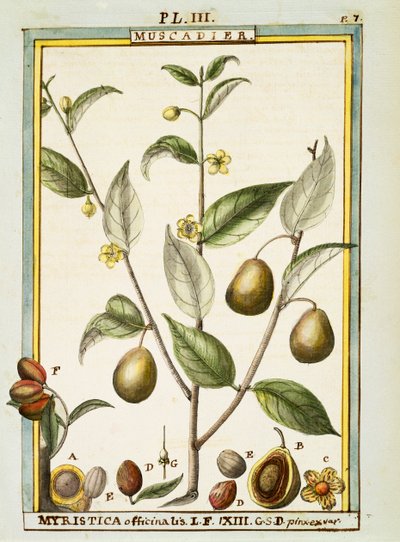 Szerecsendió (Myristica fragrans vagy officinalis), Delahaye akvarellje alkotó: Delahaye Delahaye