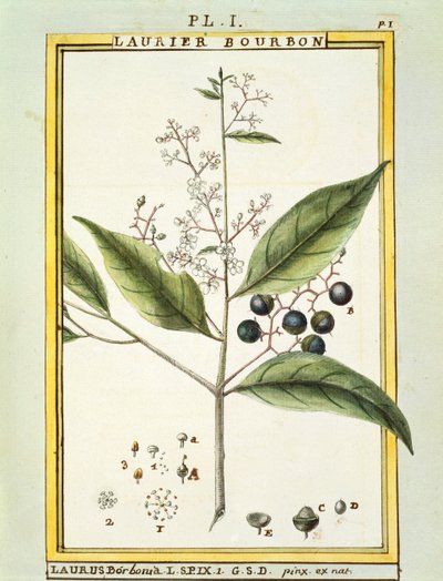 Red Bay Tree (Laurus borbonia vagy Persea carolinensis), akvarell Delahaye alkotó: Delahaye Delahaye
