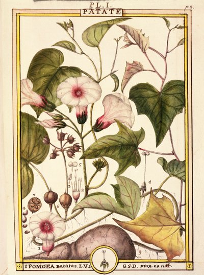 Édesburgonya (Ipomea batatas), Delahaye, akvarell alkotó: Delahaye Delahaye
