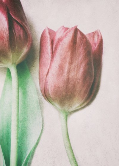 Halvány rózsaszín tulipánok alkotó: Delphine Devos