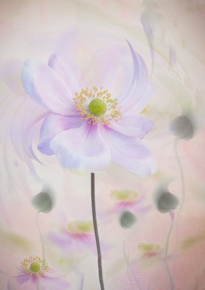 Álomszerű pasztell anemone alkotó: Denis O Reilly