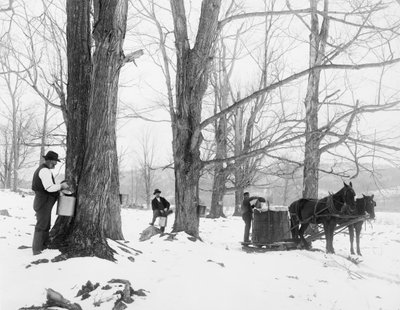Nedvgyűjtés egy vermonti juharcukor táborban alkotó: Detroit Publishing Co.