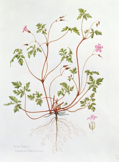 Herb Robert (wc papíron) alkotó: Diana Everett
