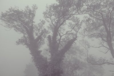  alkotó: Diego Beyro