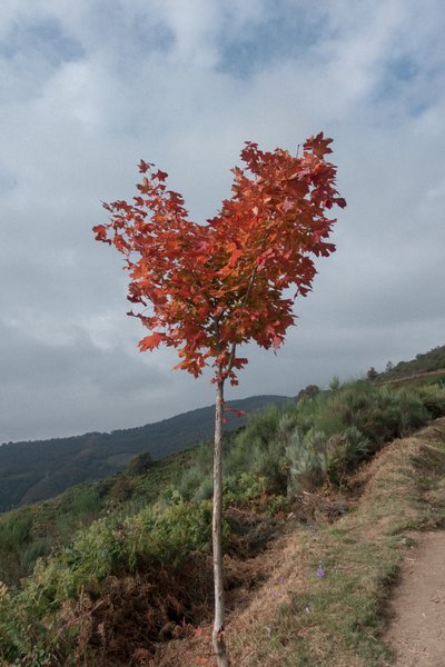  alkotó: Diego Beyro