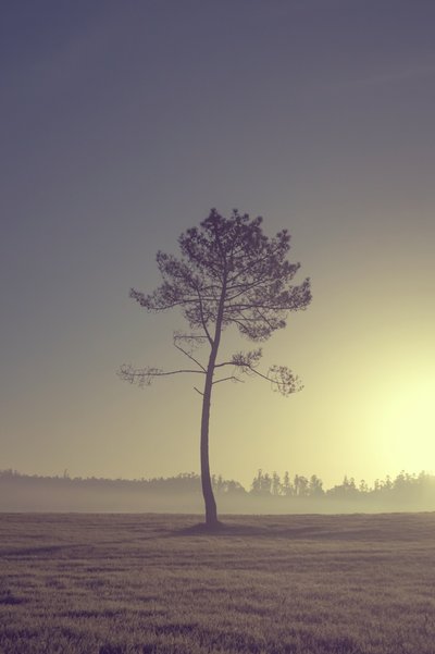  alkotó: Diego Beyro