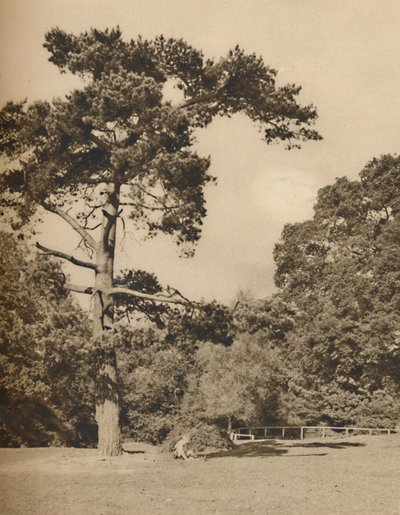 Hadley Woodsban, Enfield Chase régi királyi vadászerdőjének maradványa, 1935. alkotó: Donald McLeish