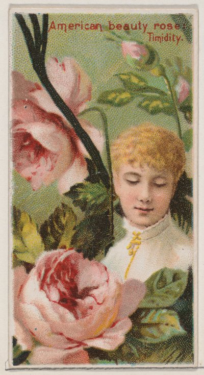 American Beauty Rose: Félénkség, a Virágszépségek és a Virágok nyelve N... sorozatból, 1892. alkotó: Donaldson Brothers