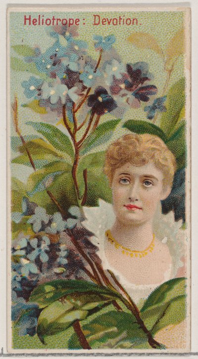 Heliotrope: Devotion, a Virágszépségek és a Virágok nyelve című sorozatból N75 Du..., 1892. alkotó: Donaldson Brothers