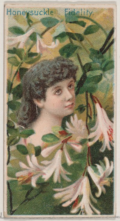 Honeysuckle: Fidelity, a Floral Beauties and Language of Flowers N75 for D... sorozatból, 1892. alkotó: Donaldson Brothers