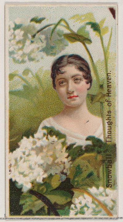 Hógolyó: A mennyország gondolatai, a Virágszépségek és a Virágok nyelve című sorozatból N75..., 1892. alkotó: Donaldson Brothers