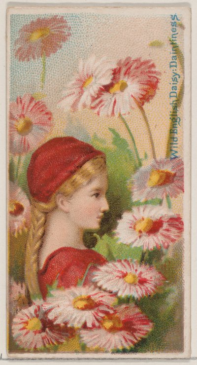 Wild English Daisy: Dintiness, a Virágok szépségei és a Virágok nyelve N... sorozatból, 1892. alkotó: Donaldson Brothers