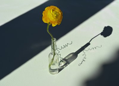 Napfényes ranunculus árnyék alkotó: Donatella Basso