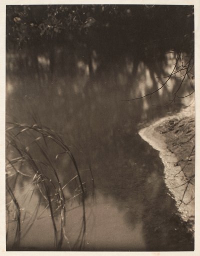 Tanulmány vízben tükröződő fákról, 1925-34 körül (platinanyomat) alkotó: Doris Ulmann