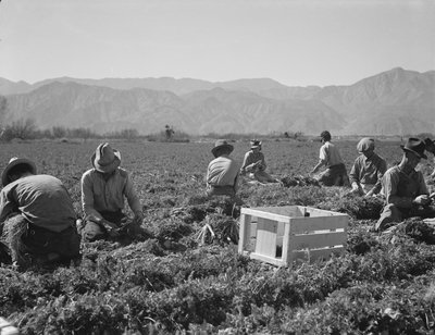 Texas, Oklahoma, Missouri, Arkansas, Mexikó, Kalifornia és Mexikó répahúzói. alkotó: Dorothea Lange