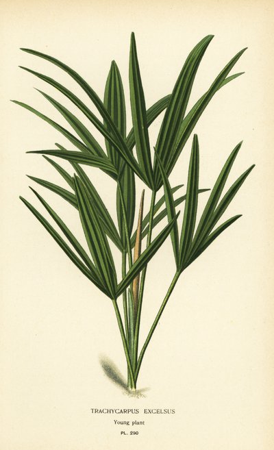 Széleslevelű nőpálma vagy bambuszpálma, Rhapis excelsa (Trachycarpus excelsus). Kromolitográfia Desire Bois illusztrációjából Edward Step kedvenc virágai a kertből és az üvegházból, Frederick Warne, London alkotó: Désiré Georges Jean Marie Bois