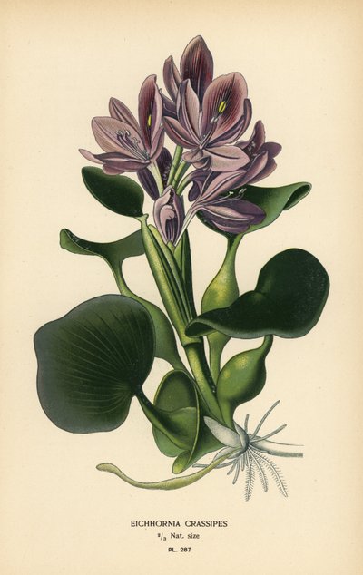 Common water hyacinth, Eichhornia crassipes. Chromolithograph from an illustration by Desire Bois from Edward Step’s Favourite Flowers of Garden and Greenhouse, Frederick Warne, London   1405554   hu       hungarian Successfully Translated  Original: King  alkotó: Désiré Georges Jean Marie Bois