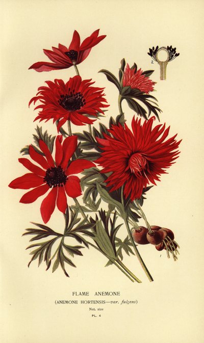Lángkökörcsin, Anemone hortensis. alkotó: Désiré Georges Jean Marie Bois