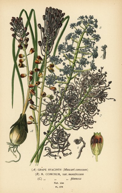 Szőlő jácint, Leopoldia comosa (Muscari comosum, var. monstrosum, var. plumosa). Kromolitográfia Desire Bois illusztrációjából Edward Step kedvenc virágai a kertből és az üvegházból, Frederick Warne, London alkotó: Désiré Georges Jean Marie Bois