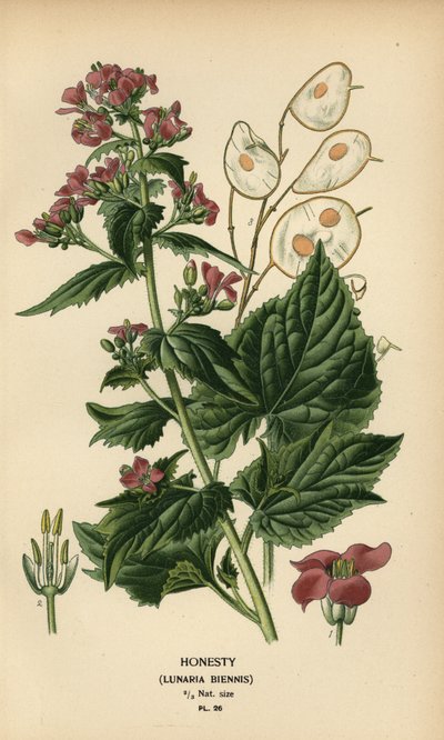 Őszintén, Lunaria annua. alkotó: Désiré Georges Jean Marie Bois
