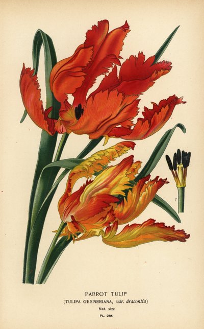 Papagáj tulipán, Tulipa gesneriana var. dracontia. Kromolitográfia Desire Bois illusztrációjából Edward Step kedvenc virágai a kertből és az üvegházból, Frederick Warne, London alkotó: Désiré Georges Jean Marie Bois